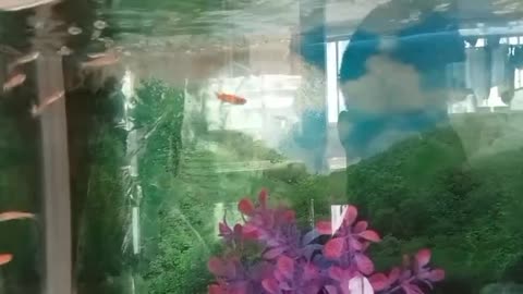 fish