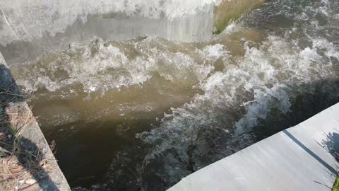 Streams for rice plants