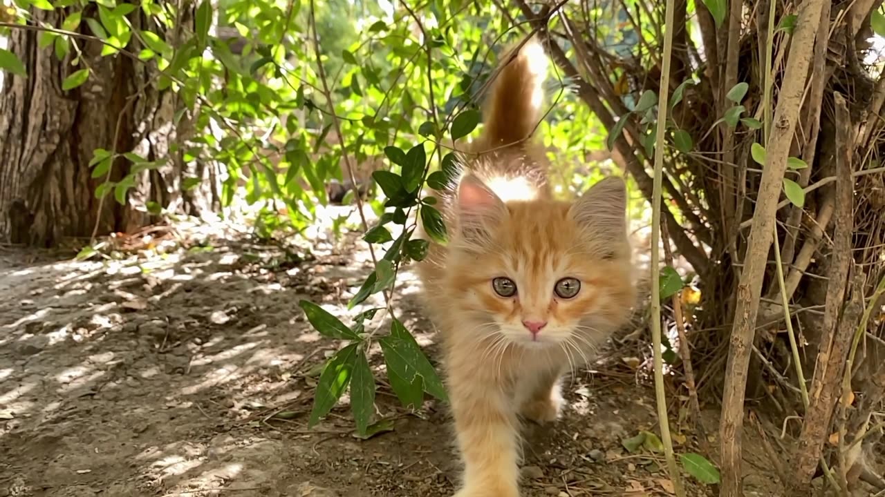 Funny cute cat