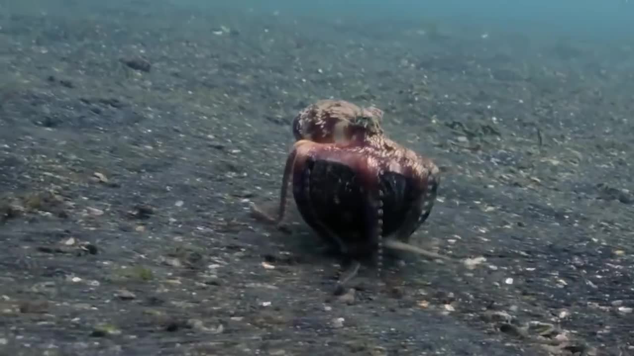 Animals Filmed Having HUMAN-Like IQs #2