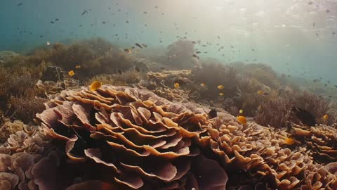 angle swimming by the reef Stock Video Footage