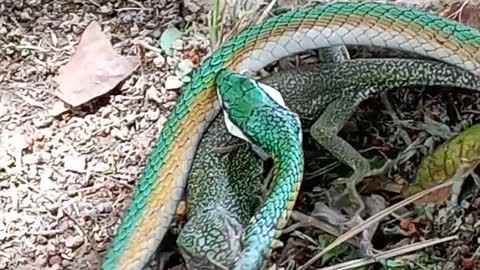 Snake Escapes From Jaws of Lizard