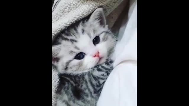 Funny Cat Videos | Cute and Funny Cat Videos Compilation | Munchkin Cat Videos