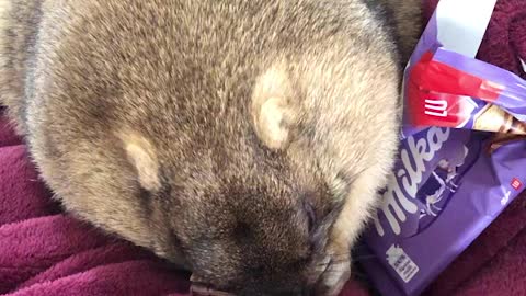 Pet Groundhog Munches on Chocolate