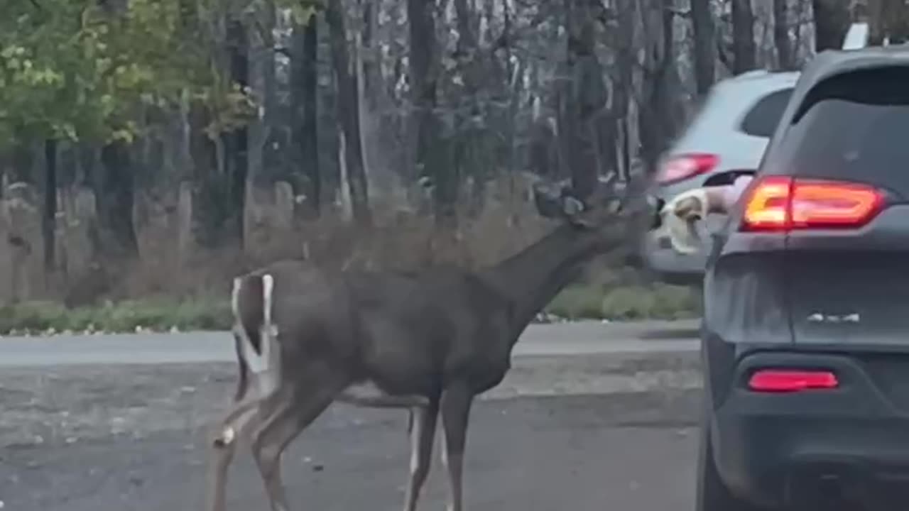 someone feeding banana to deer