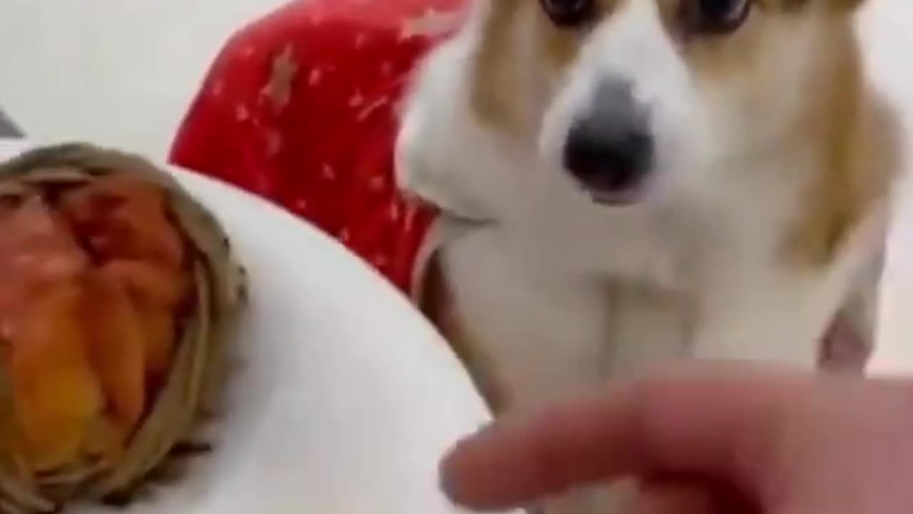dogs #funny #trending #cat #trendingshorts #viral #explore #comedy #cute #fyp #explore #trending