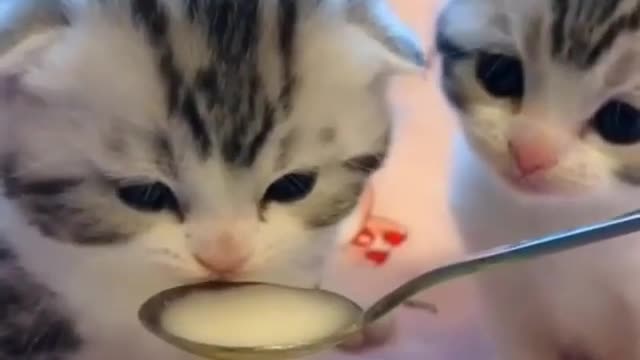 kittens eat milk