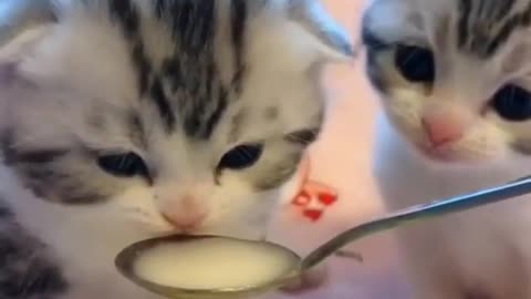 kittens eat milk