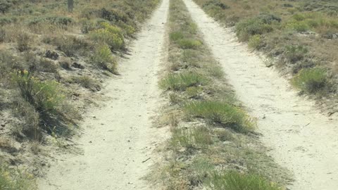 Pioneer Trail
