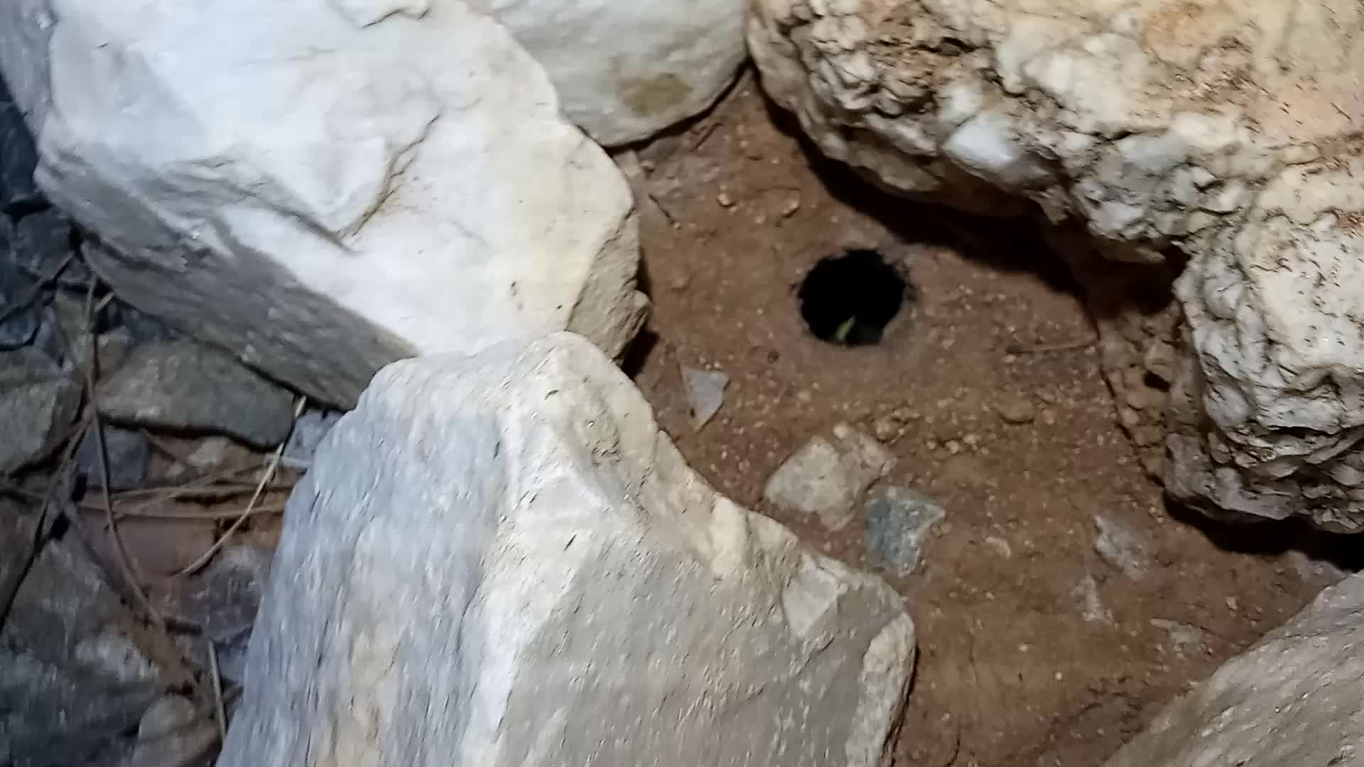 Hidey The Spidey Desert Blond Tarantula (Aphonopelma chalcodes) EATS a Praying Mantis 🕷ðŸ´ðŸ¦—😱😄☮💖🔵