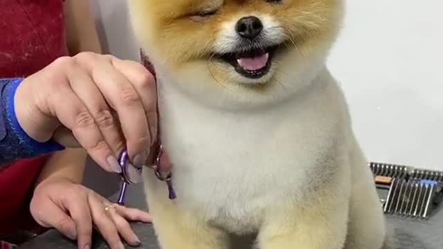 #pets #petlover #dog#doglover #cutebaby #cute #animals #lovely