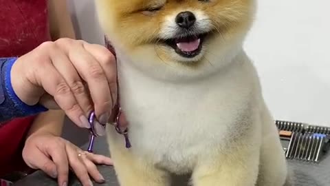 #pets #petlover #dog#doglover #cutebaby #cute #animals #lovely