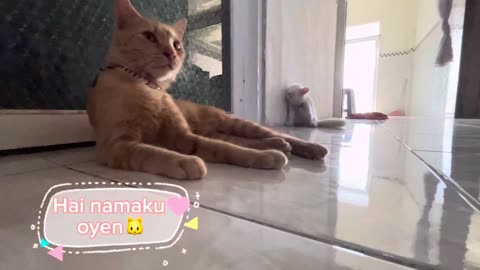 Oyen, si kucing cantik tapi galak🙂