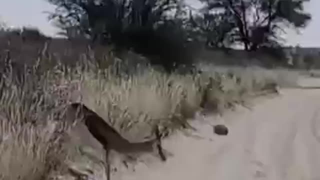 Watch how the patched tiger disguises as a boulder to hunt