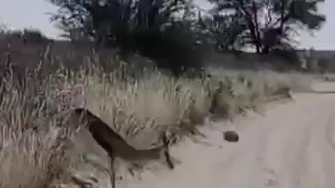 Watch how the patched tiger disguises as a boulder to hunt