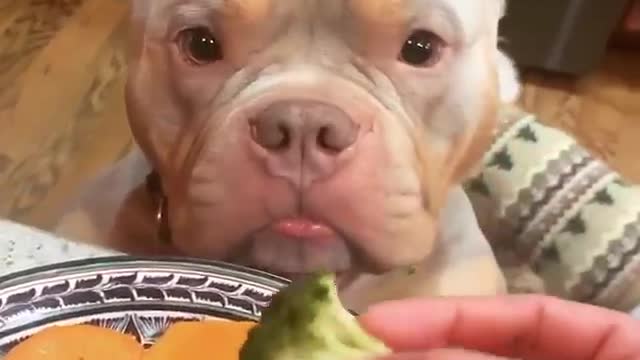 Baby Dogs 🔴 Cute and Funny Dog Videos Compilation | 30 Minutes of Funny Puppy Videos 2022