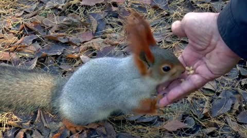 BABY CUTE RABBIT FILLING THE BELLY!!!!!!