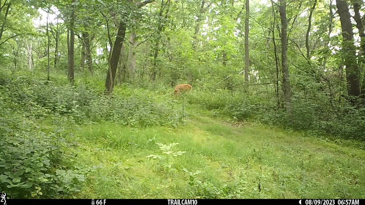 Bucks at corner