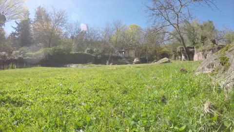 At the zoo, a tiny gazelle leads a high-speed pursuit.