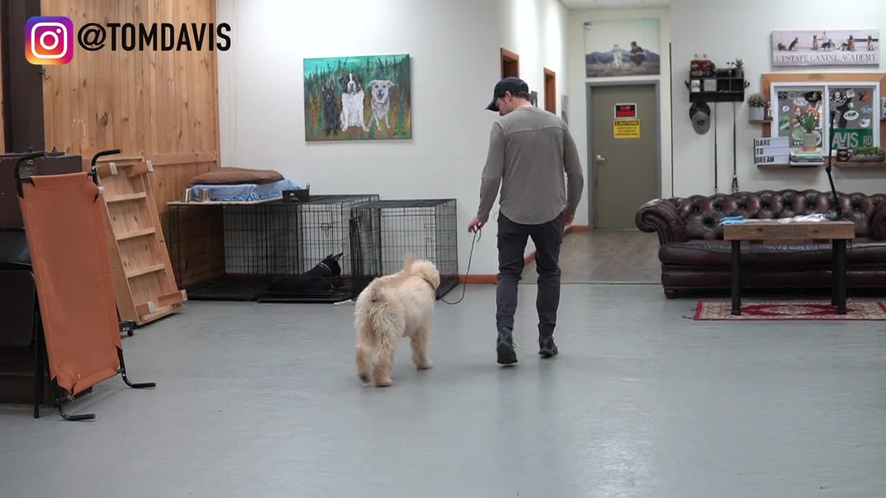 Teach ANY dog how to walk nice on the leash | 5 MINUTE DOG TRAINING RESULTS!