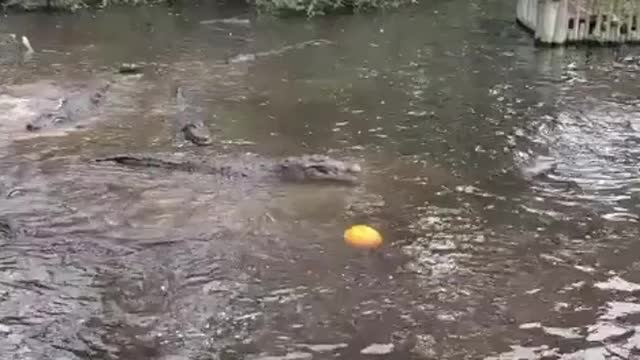 Alligator pumpkin challenge