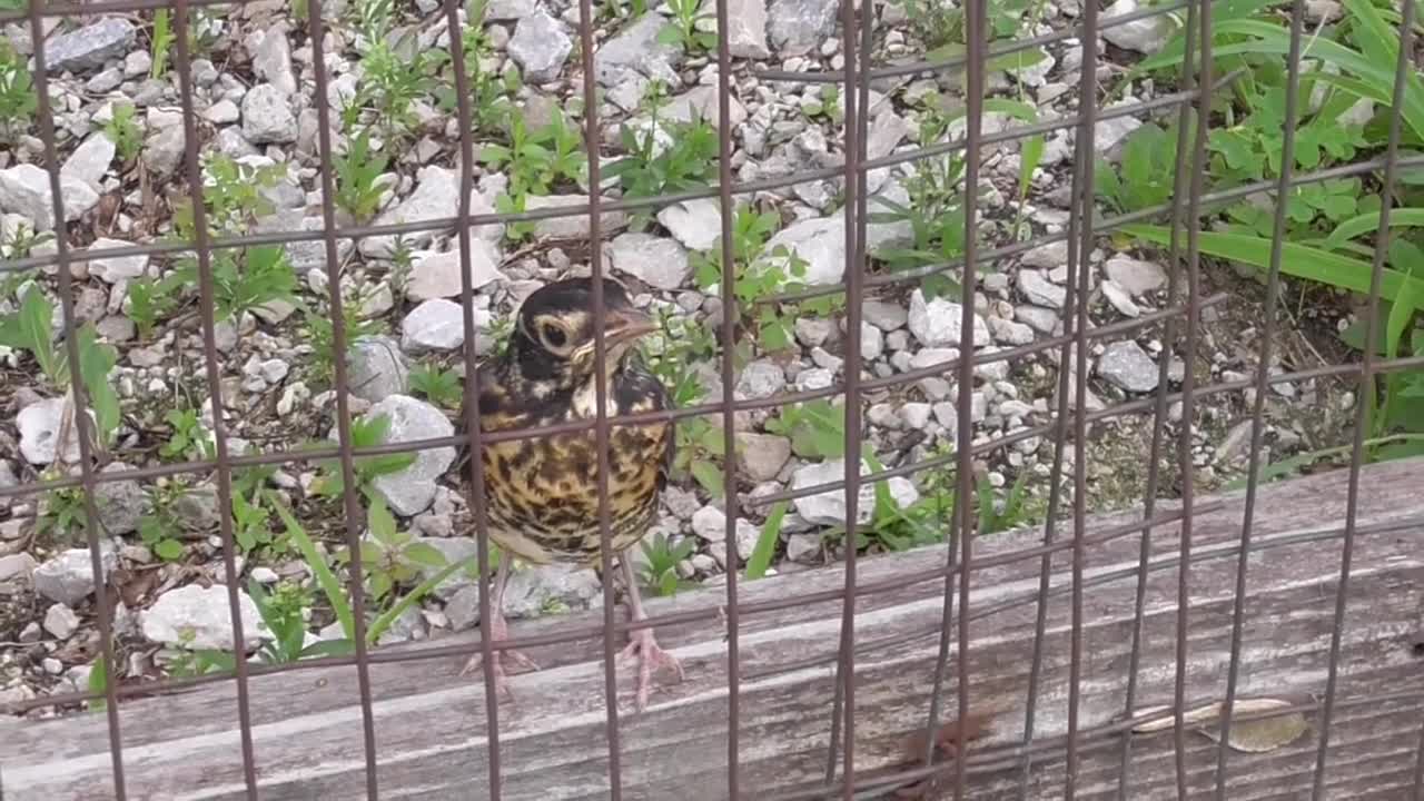 81 Toussaint Wildlife - Oak Harbor Ohio - Robin Wants My Help