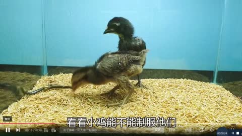 Chicks and centipedes