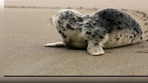 Sea penguin, lying on the shore