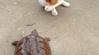 Tortoise kicks cat angrily