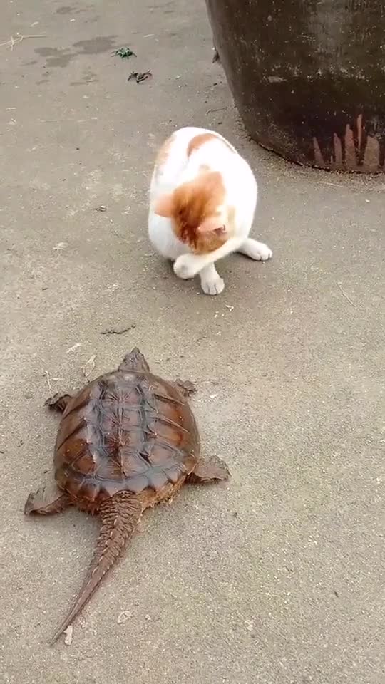 Tortoise kicks cat angrily