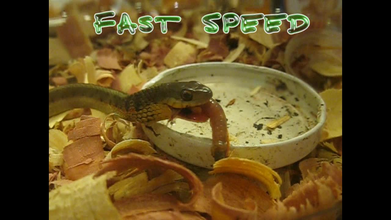 Snakes Like Worms!