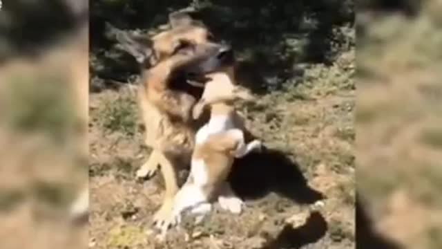 Funniest 🐶dog and cats-awesome fuuny animals pet video