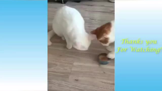 Cute and funny cats 202o