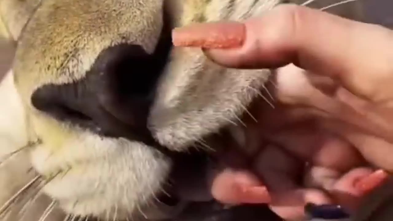 Try not to laugh🤣 Funny animals😹‖ #shorts #funnyvideos