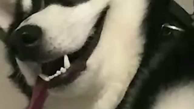 It's a show dog, it's its moment
