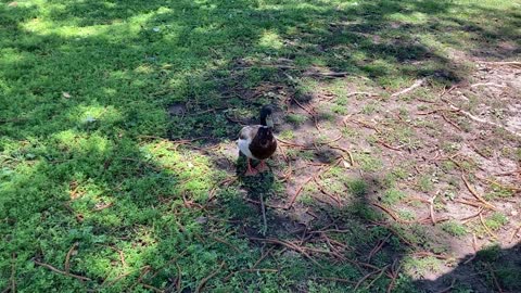 A Rather Friendly Duck