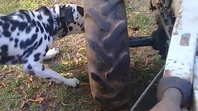 Tractor With Dog