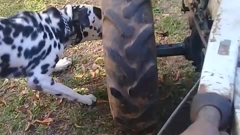 Tractor With Dog