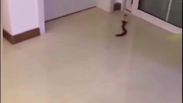 Cat And Fake Snake Funny Reaction
