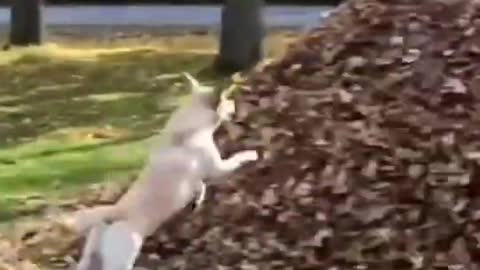 Unbelievable!!! Funny Dog Videos - 007