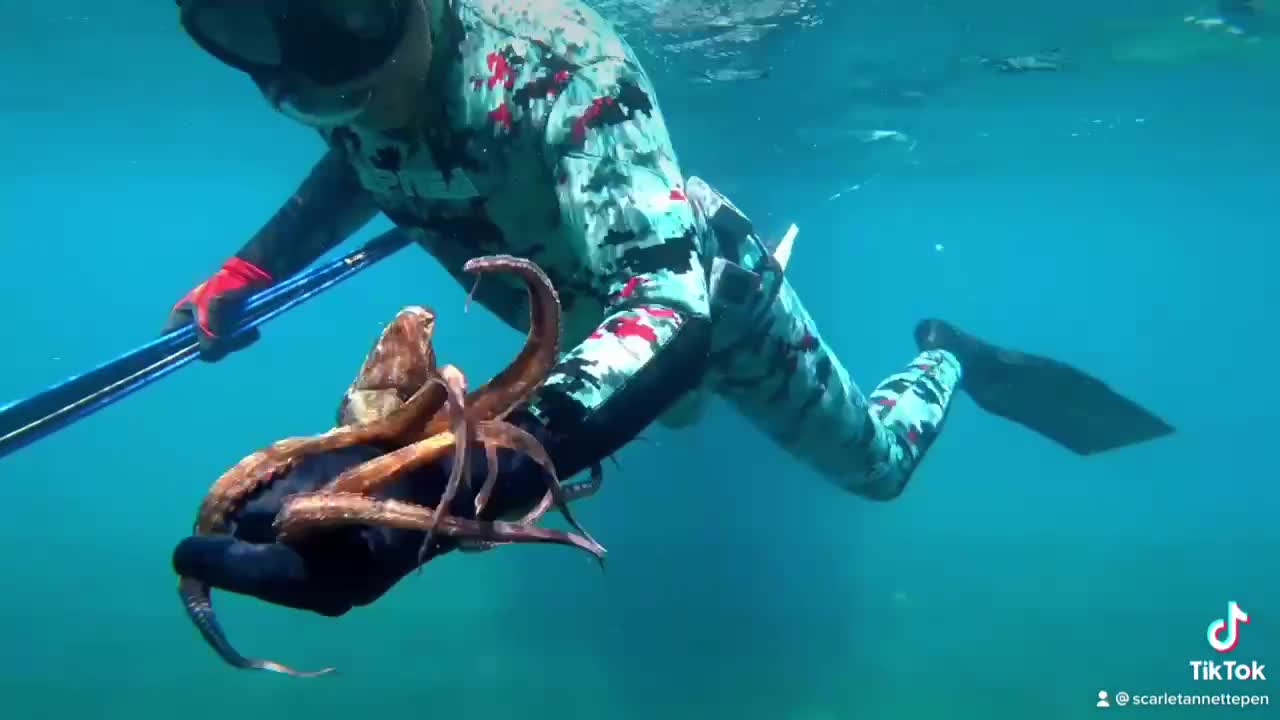 Octopus friend