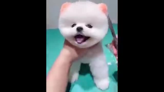 Funny animal videos