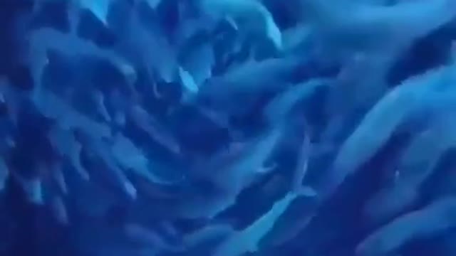 Fish Portal