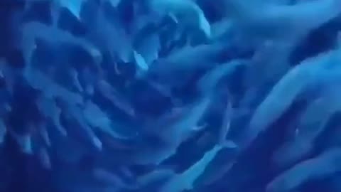 Fish Portal
