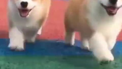 Animals Best funny Of The 2021 Funny Animal Videos #funnyanimals #funnyvideos #animals