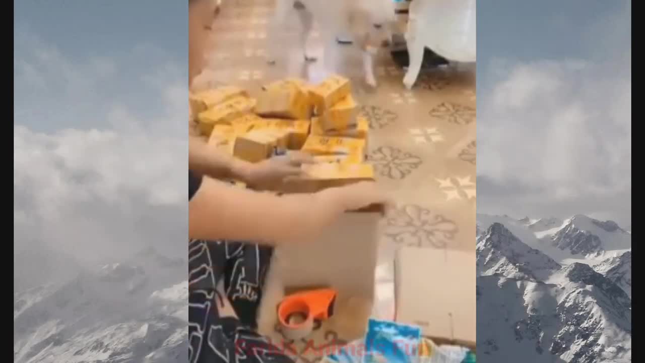 Funniest Animal Compilation Video||Funny Dog And Cat Videos
