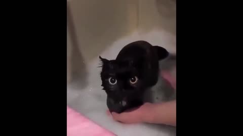 Look at the reaction of this kitten taking a bath.