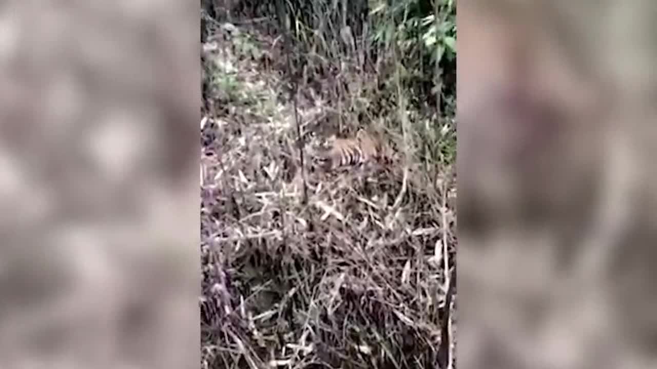 Sumatran tiger makes rare appearance in front of locals in Indonesia