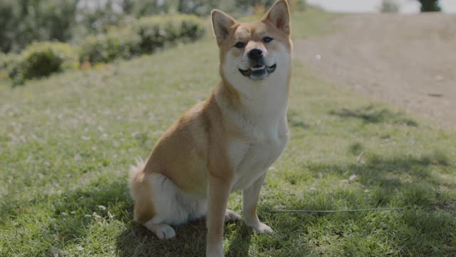 The most funny dog โโin the world๐๐