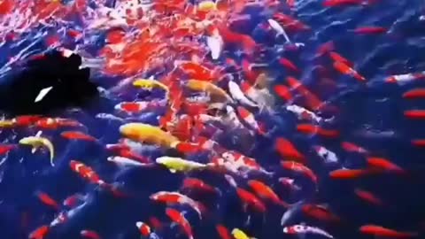 This is a beautiful and charming water-dwelling species